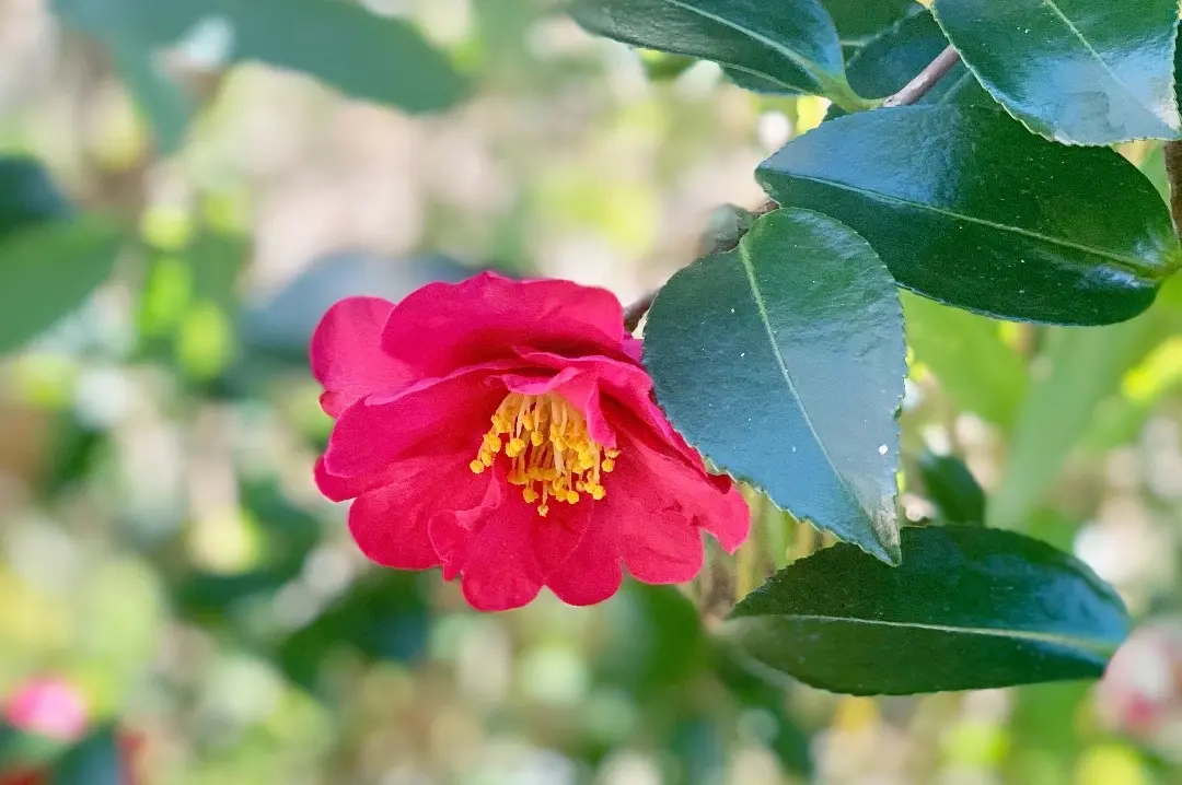 庭に咲く椿の写真