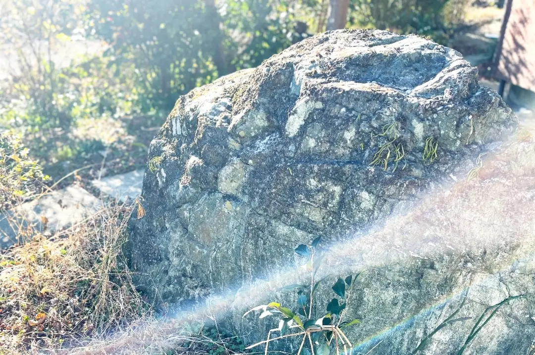 自然あふれる庭の写真